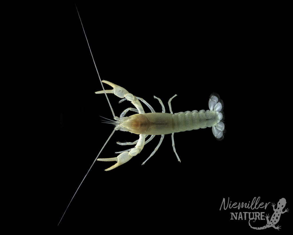 Unpigmented cave crayfish with reduced eyes and elongate chelae on a black background