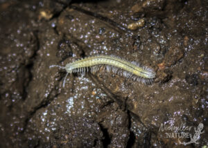 Alabama Cave Millipede (Scoterpes alabama) from a cave in Madison Co., Alabama, USA
