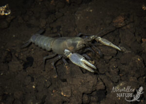 Adult Sweet Home Alabama Cave Crayfish (Cambarus speleocoopi) from a cave in Madison Co., Alabama, USA