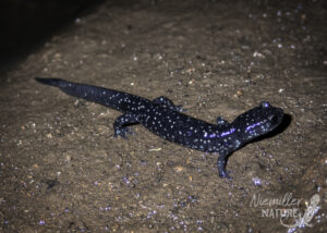 Juvenile Northern Slimy Salamander (Plethodon glutinosus) in the twilight zone of a cave in Madison Co., Alabama, USA